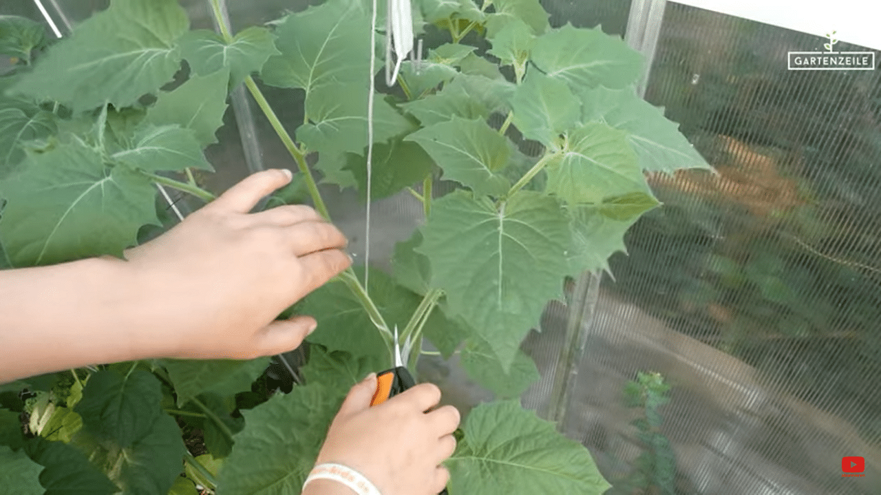 Physalis über Stecklinge vermehren Gartenzeile de