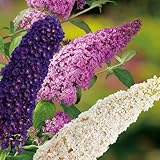 Drei-Farben-Sommerflieder 'Tricolor' (Buddleja...