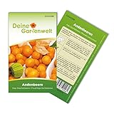 Physalis Andenbeere Kapstachelbeere Samen -...