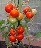 Tomaten Phantasia resistente Stabtomate Samen