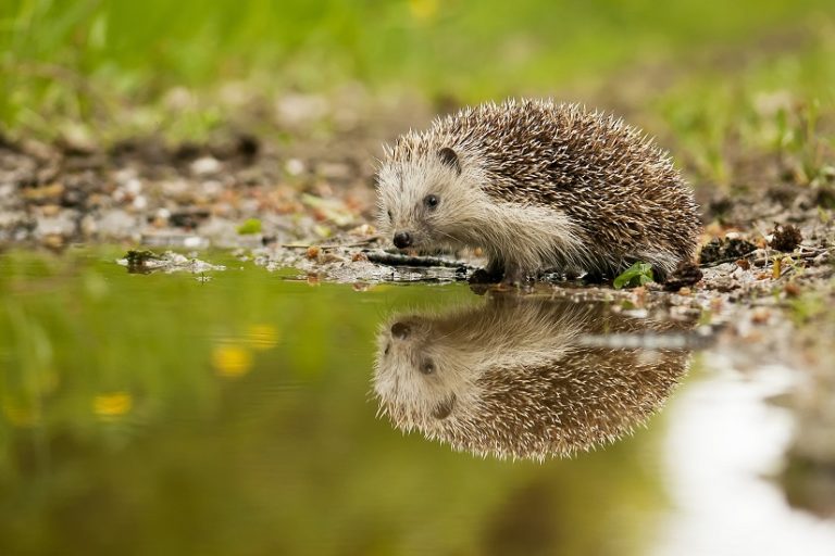 🦔 Igel im Garten? ️ Unsere Tipps um den Igeln zu helfen!