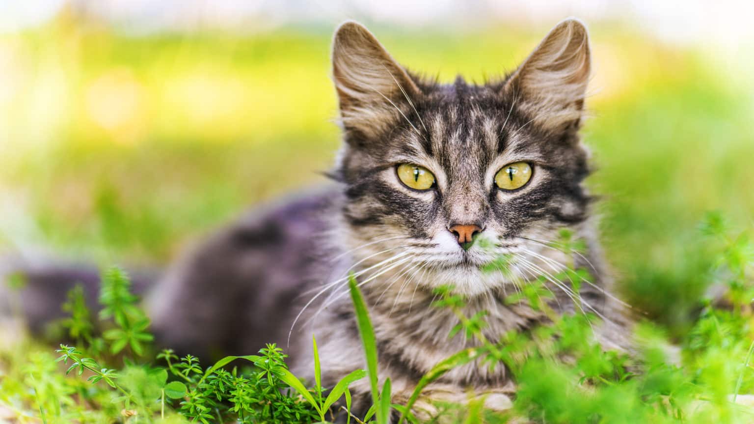 Katzenabwehr Die besten Mittel hier erläutert