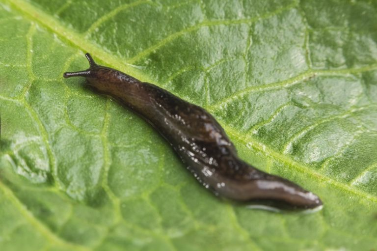 Schneckenarten im Garten » Schädlinge und Nützlinge in der