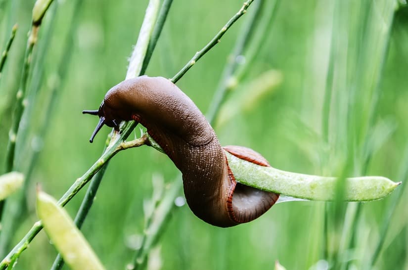 Schneckenarten im Garten » Schädlinge und Nützlinge in der