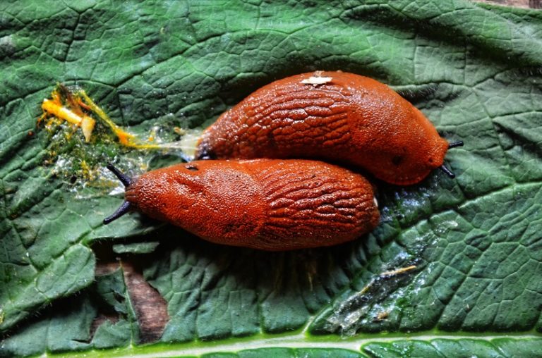 Schneckenarten im Garten » Schädlinge und Nützlinge in der