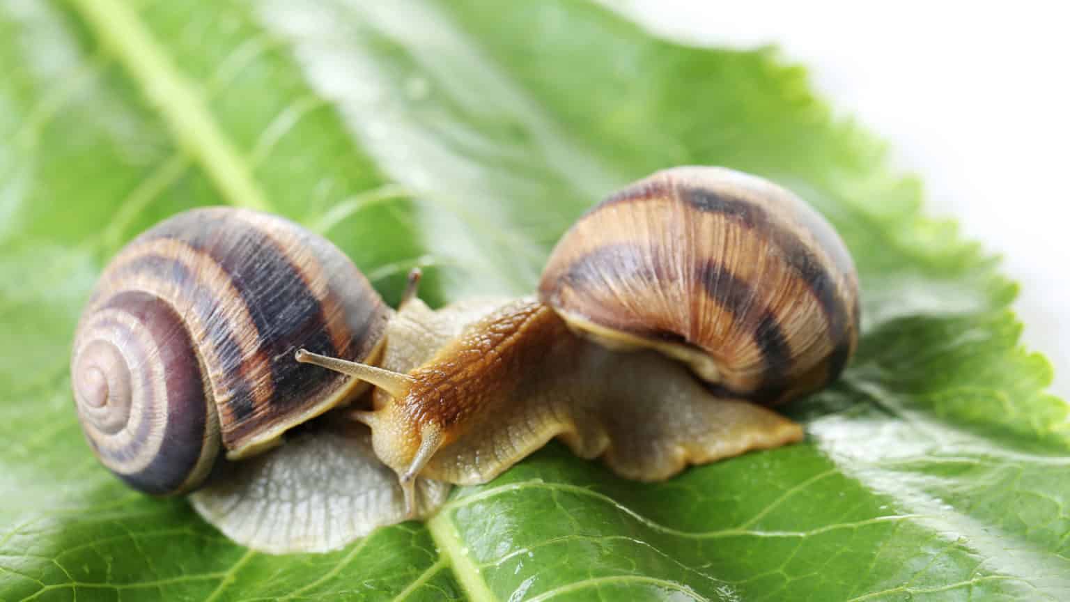 Schnecken im Garten bekämpfen » Effektiv mit diesen Methoden!