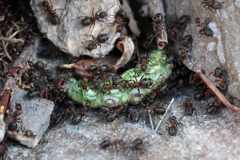 Ameisen im Garten fressen eine Raupe