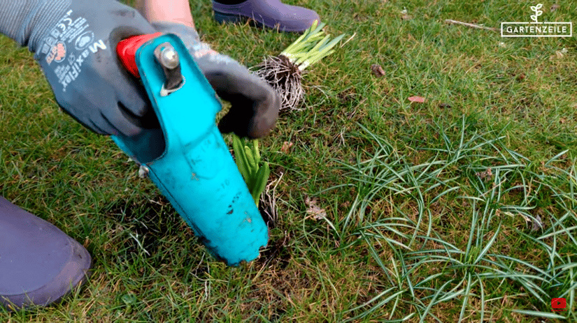 Hier werden Narzissen mit einem Blumenzwiebelpflanzer in den Rasen angepflanzt