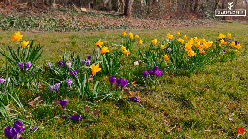 Wunderschöne Narzissen im Rasen