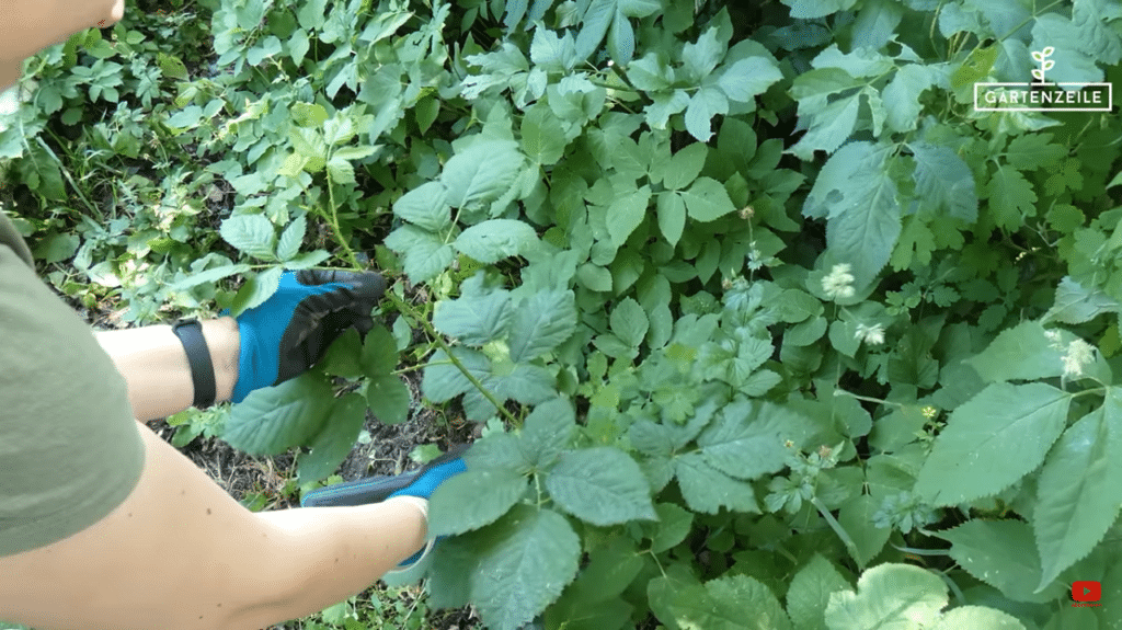 5 Pflanzen, die deinem Garten schaden