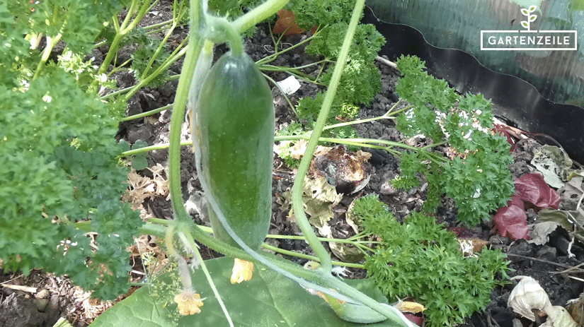 Bild einer schönen Gurke in einem Nutzgarten.