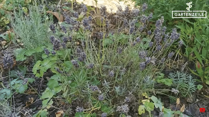 Schöne Lavendelpflanze in einem Garten im Spätsommer